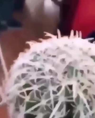 NOOOOOOO Carlos