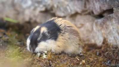 Voracious potato