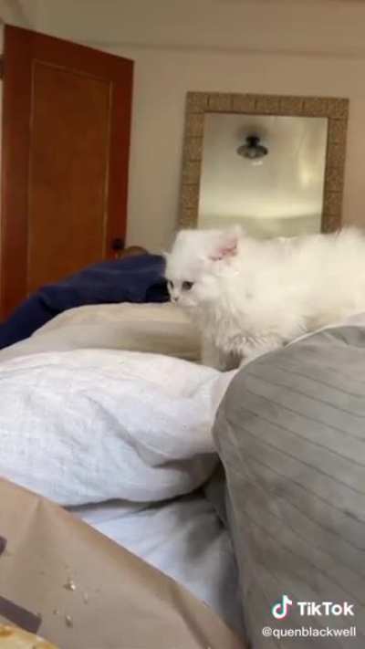 No chipotle for kitty