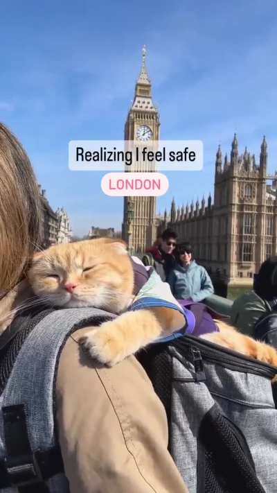 Sweetest cat companion