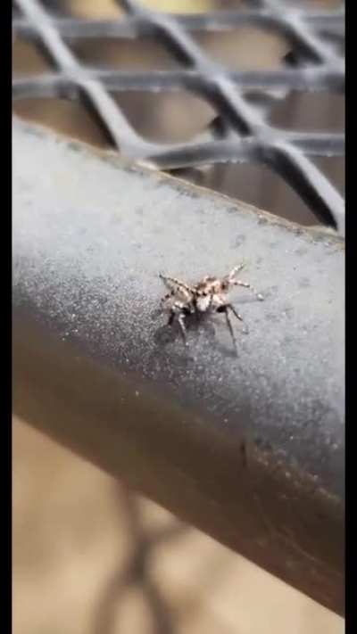 New Spiderman Trailer released today.