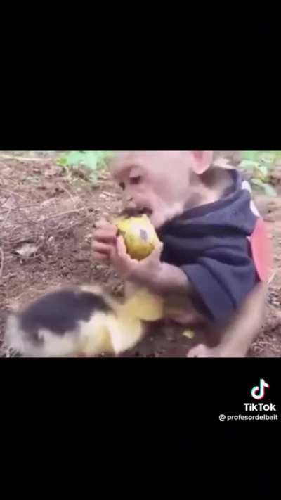 O MACACO😭