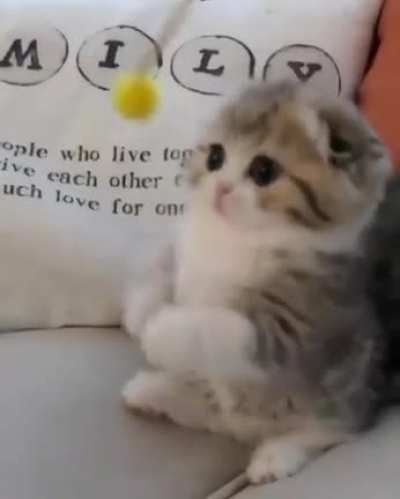 Playing kitty
