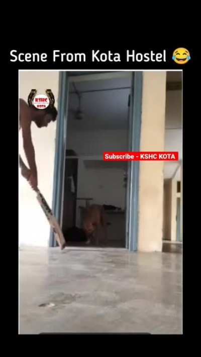 Doggo vs human