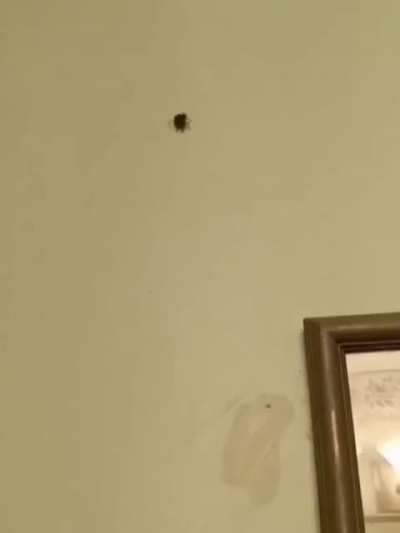 A bug