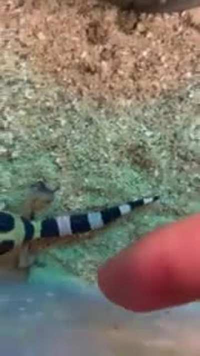 Angry little gecko