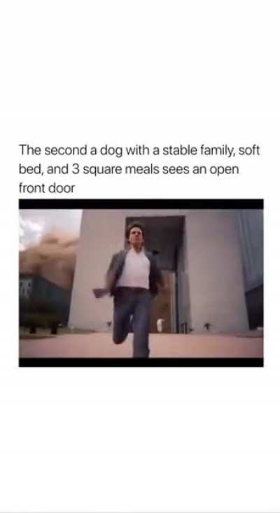 My dog every single time
