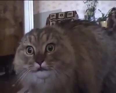 Poor Fluffy - what's the matter with you?