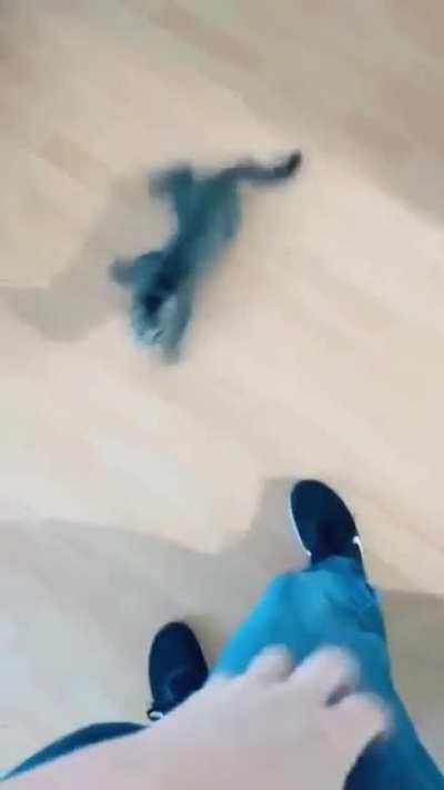 Hello, hooman