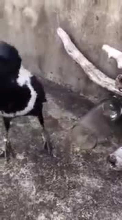 Look at the intelligence of this bird
