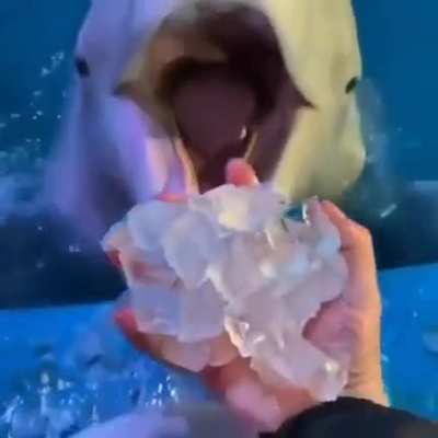 Om nom nom