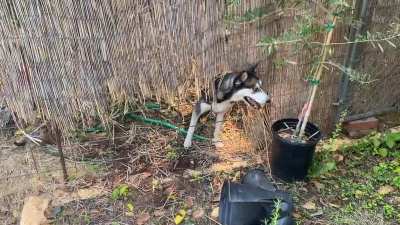Dog sitting my friends husky