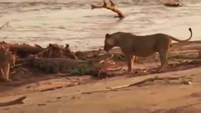 tapping a croc