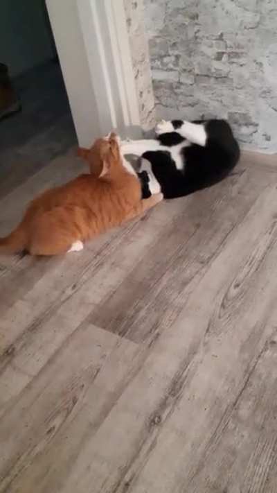 this how my cats fight