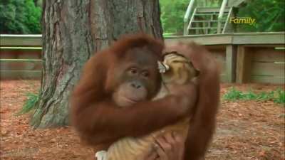 Apes don’t care if they get mauled…they just hodl. Uhm….get it? The ape is holding a land shark? That could tear him apart? So I think the tigers are Hedgies and the ape is us? …I’ll show myself out.