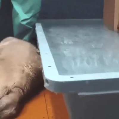 pathetic creature