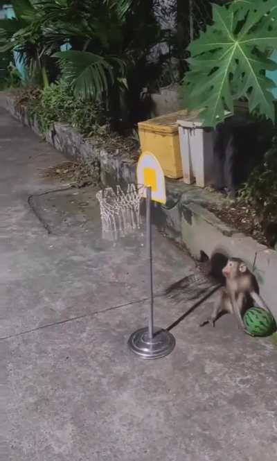 Monkey figured out how to play basketball with a watermelon
