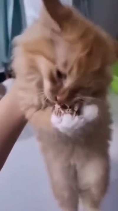 HEEEEEEEEEELP