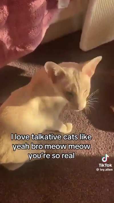 talkative wunk