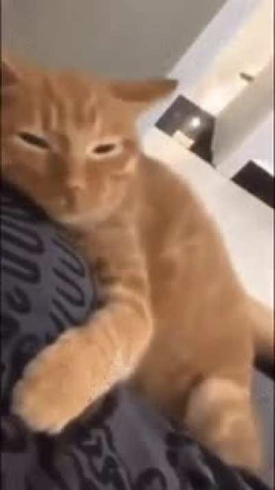 Cuddly cat