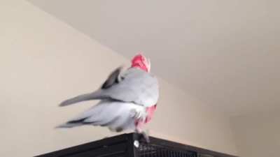 Bird showing off