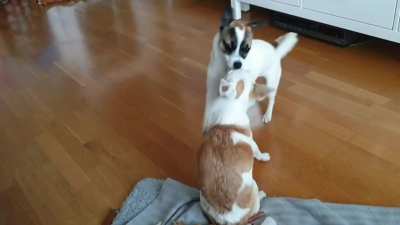 The pup punisher's final move