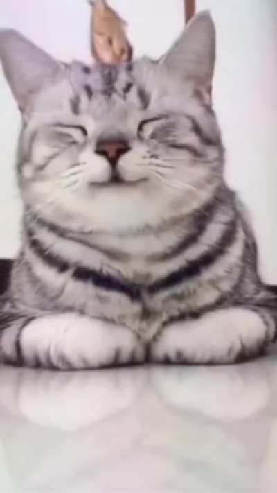 Sweet smile 🐱