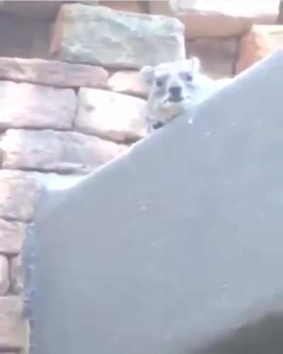 What animal is this?
