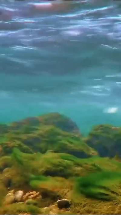 🔥 American Dippers: songbirds that walk underwater to hunt