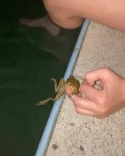 que linda ranita