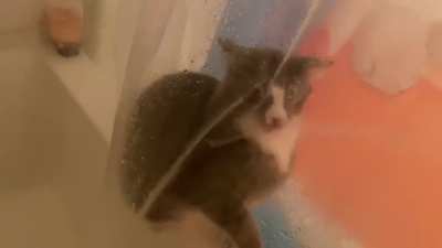 This is Jake. He runs to the bathroom when I turn on the shower so I can spray him through the curtain. Such a derp!