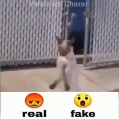 😡 Haters say it fake 😡