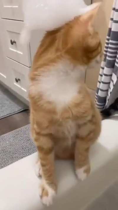 cats bubble