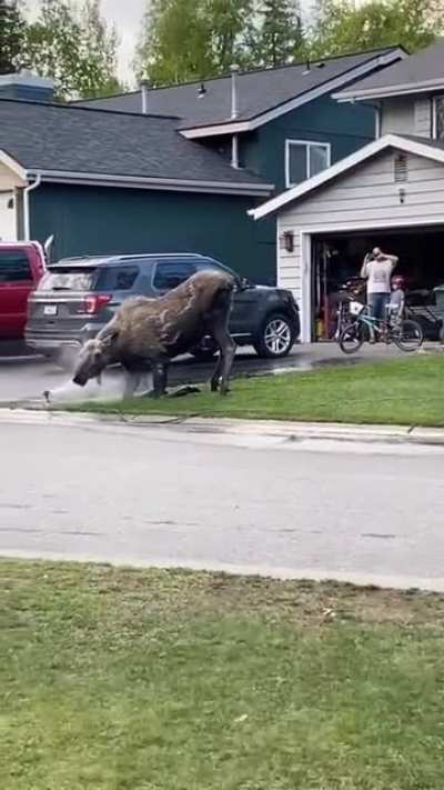 Moose bath
