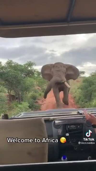 Elephant charge