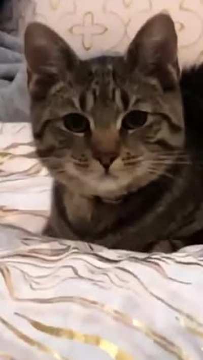 Meow