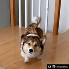 We managed to get a slow-mo video of our Corgi, Barley, shaking after we gave him a bath.