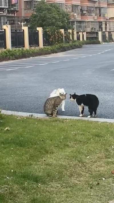 to make friends