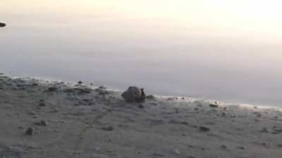 Hermit crab just taking a stroll on the beach with his shell substitute - the head of decapitated baby doll...