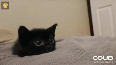 Милота