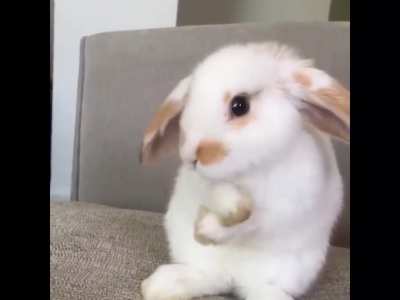 He saw a carrot...