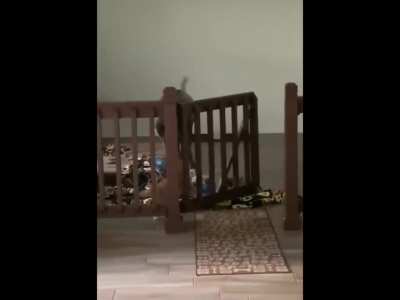 This cat tricking the dog