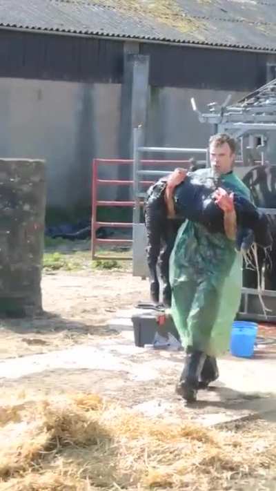 Vet performs a C-section on a cow singlehandedly.