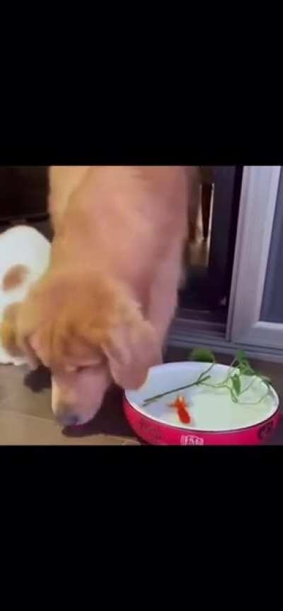 Good doggo, not human to the rescue