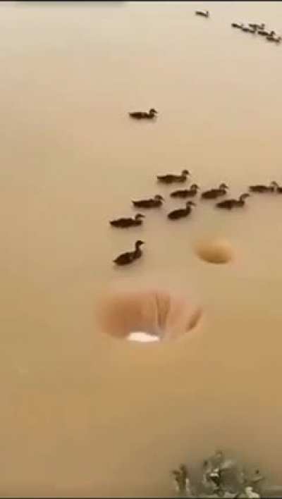 ducks swimming next to a whirlpool