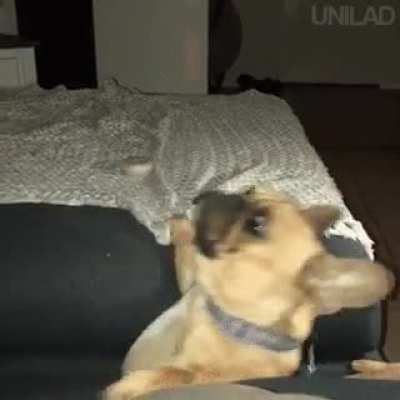 Dog is Eaten Alive!