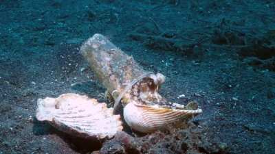 Diver helps octopus to find his forever home