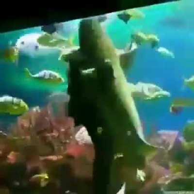 comedyepilepsy - Video #1312