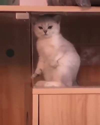 cabinet pussy