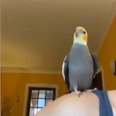 Fofo